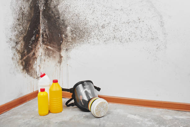 Best Localized Mold Remediation (e.g., coastal areas, humid climates) in Hamtramck, MI