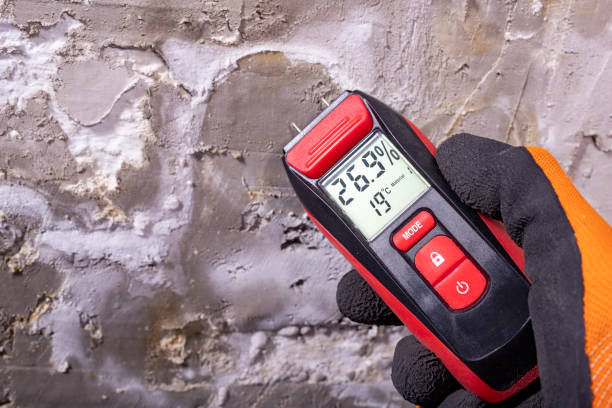 Best Basement Mold Remediation in Hamtramck, MI
