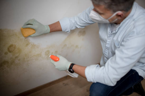 Best Post-Flood Mold Remediation in Hamtramck, MI