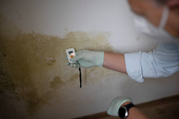 Best Insurance-Related Mold Remediation in Hamtramck, MI