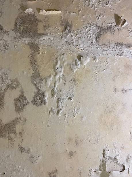 Best Black Mold Remediation in Hamtramck, MI