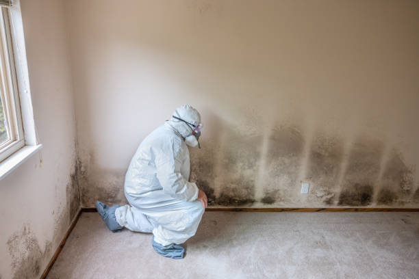 Best Emergency Mold Remediation in Hamtramck, MI