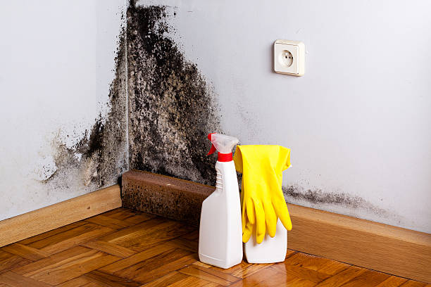 Best Residential Mold Remediation in Hamtramck, MI